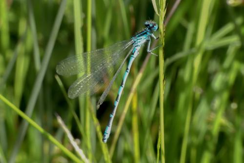 Coenagrion ornatum